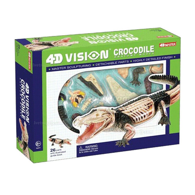 Crocodile Animal Anatomy Modell Teaching Model Assembled Toy